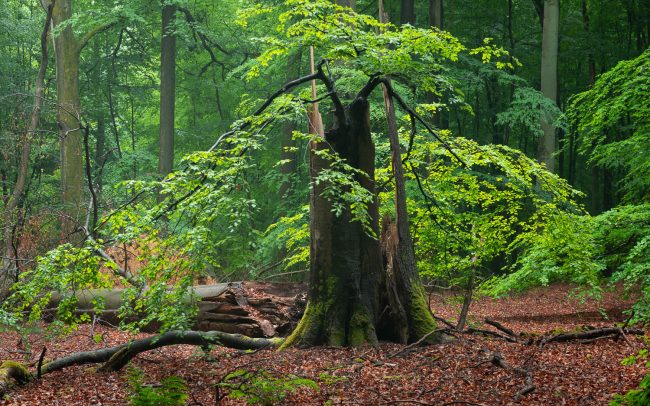 Frederic Demeuse Photography-primary-forest-Forgotten-Places-Hainich