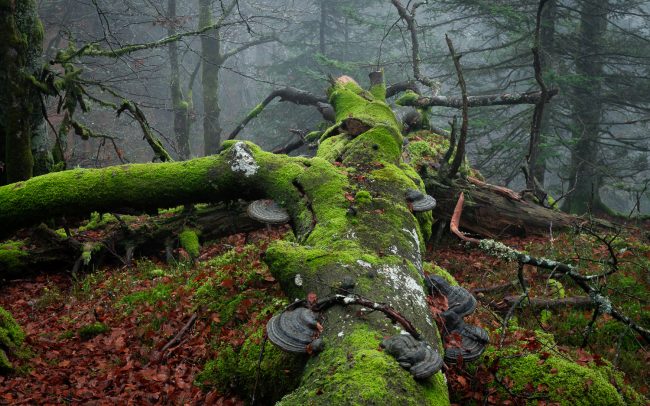 Frederic Demeuse Photography-primary forest-Romania
