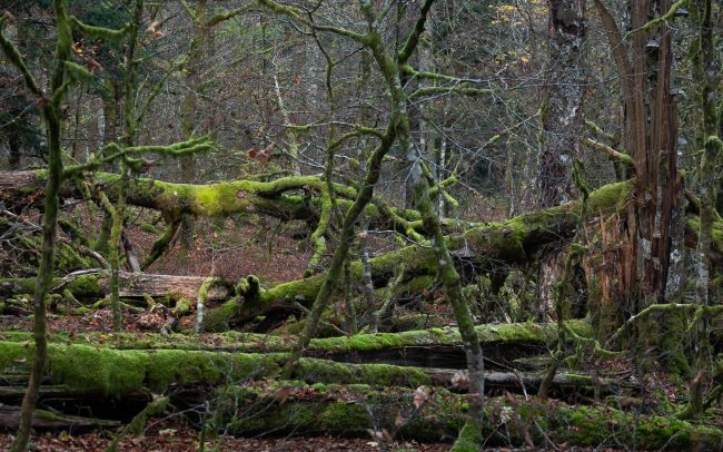Forgotten Places-Frederic Demeuse Photography-Primary Forest
