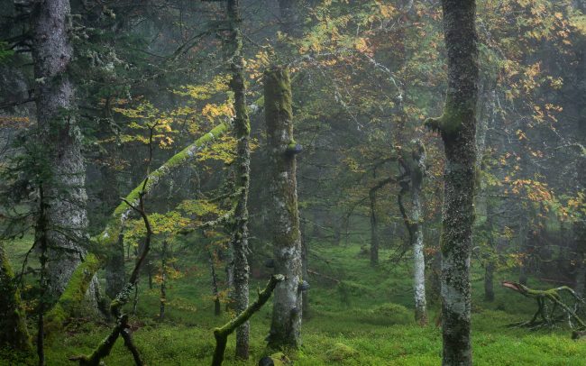 Forgotten Places-Frederic Demeuse Photography-Primary Forest-October