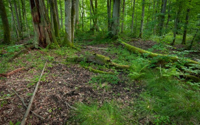Frederic Demeuse Photography-Bialowieza Forest-June