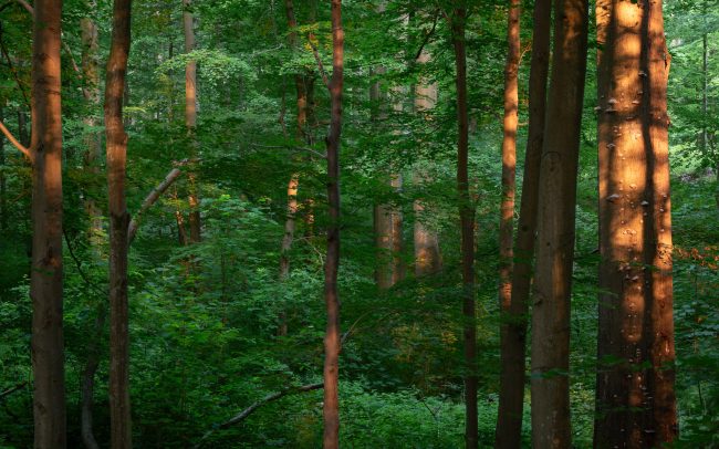 Frederic Demeuse Photography-Forgotten Places-beech forest