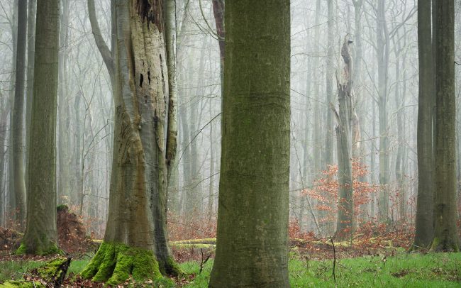 Frederic Demeuse Forest Photography-Primary Forest