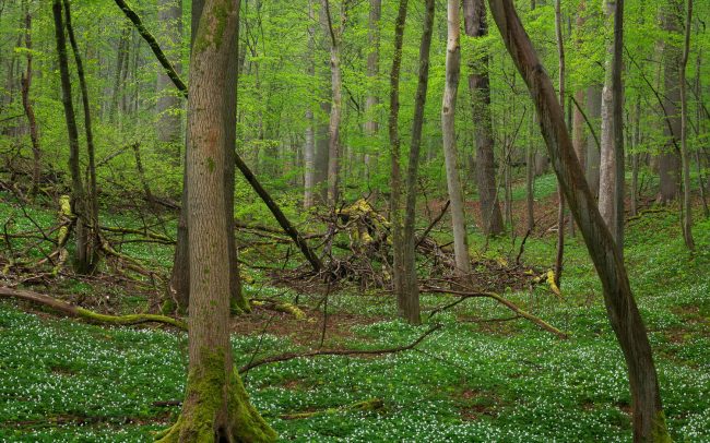 Frederic Demeuse Photography-Sonian Forest-Unesco