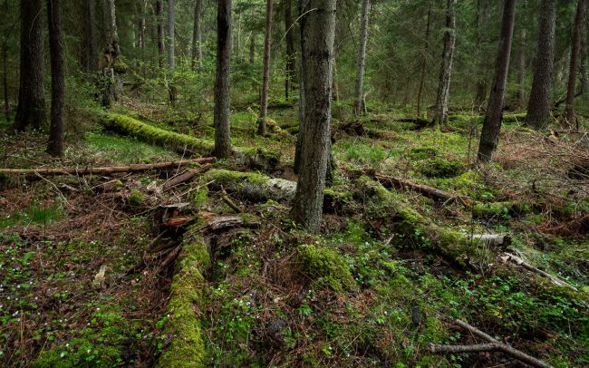 Frederic Demeuse Photography-primary forest-3