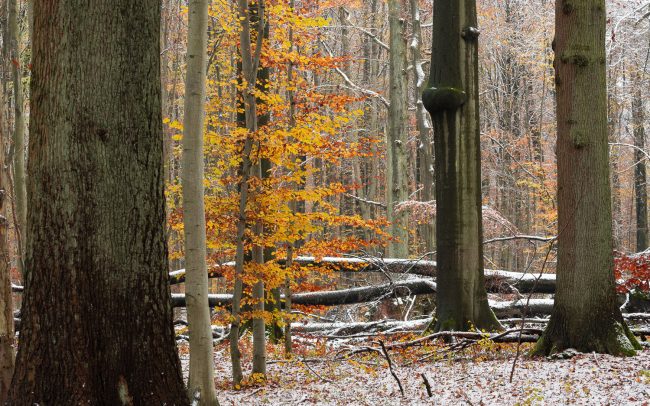 Frederic Demeuse Photography-primary forest-6