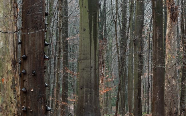 Frederic Demeuse Photography-primary forest-May