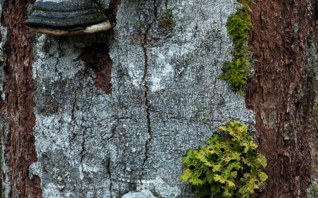 Frederic Demeuse Photography-primary-tree-lichen