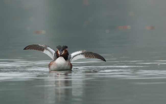 Frederic Demeuse Photography-wildlife-podiceps cristatus