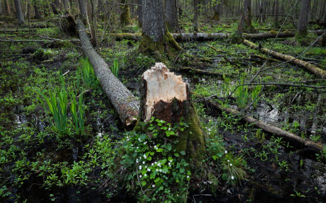 Frederic Demeuse Photography-Bialowieza Forest