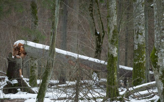 Frederic Demeuse Photography-Bialowieza Forest-winter