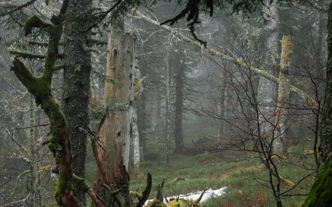 Frederic Demeuse Photography-forest-November