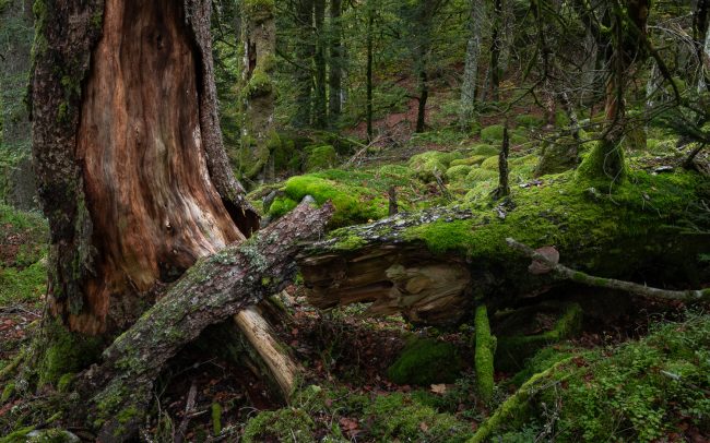 Frederic Demeuse Photography-forest primaire-forgotten places
