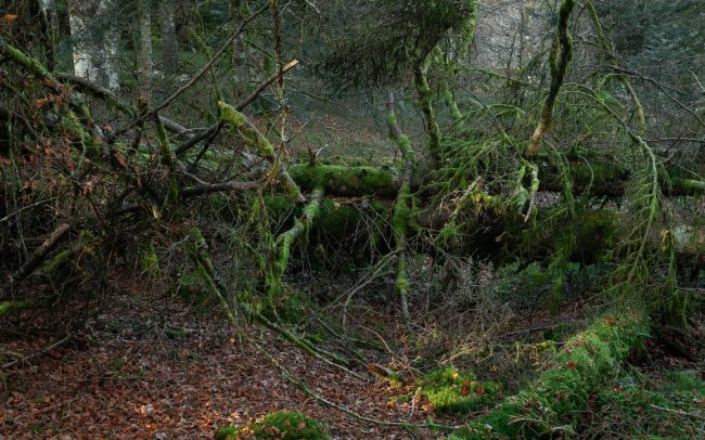 Frederic Demeuse Photography-primary forest
