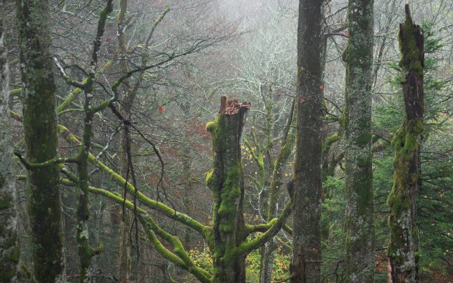 Frederic Demeuse Photography-primrary forest-beech