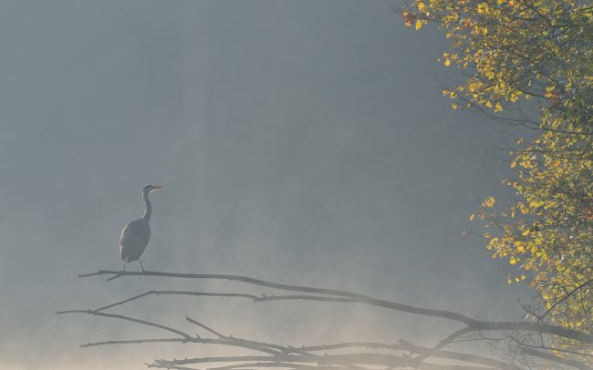 Frederic Demeuse Photography-wildlife