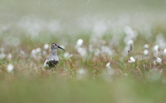 Frederic Demeuse Photography-wildlife-Dunlin-Shetlands