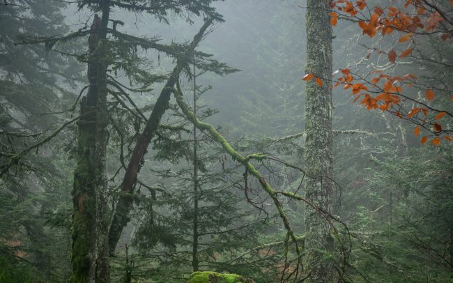 Frederic Demeuse-Forgotten Places-primary forest