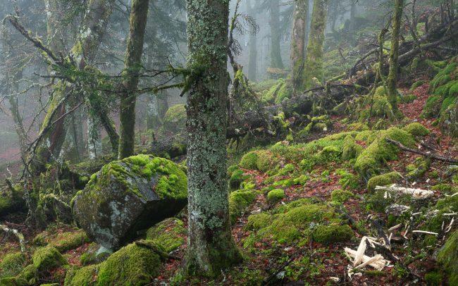 Frederic Demeuse-Forgotten Places-primary forest-18