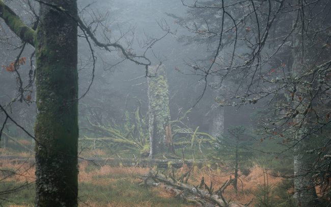 Frederic Demeuse-Forgotten Places-primary forest-2