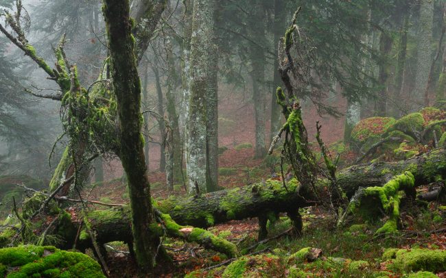 Frederic Demeuse-Forgotten Places-primary forest-21