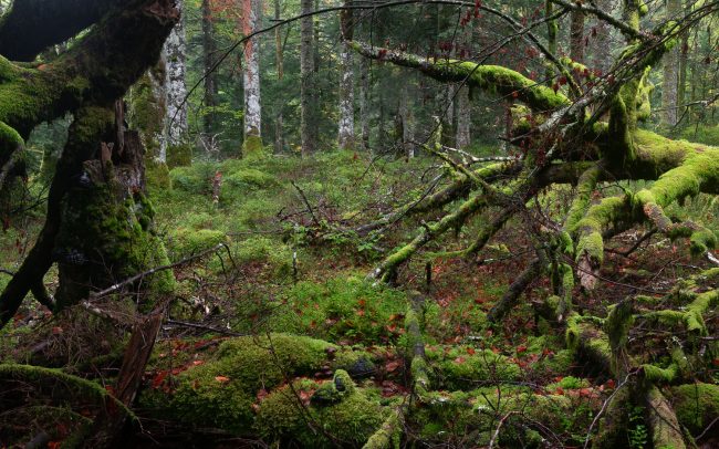 Frederic Demeuse-Forgotten Places-primary forest-3