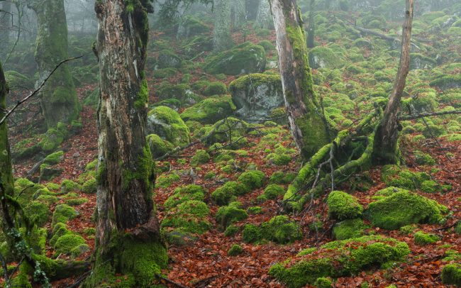 Frederic Demeuse-Forgotten Places-primary forest-3