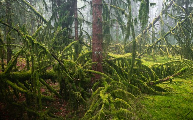 Frederic Demeuse-Forgotten Places-primary forest-5