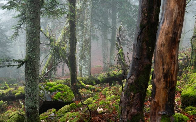Frederic Demeuse-Forgotten Places-primary-forest
