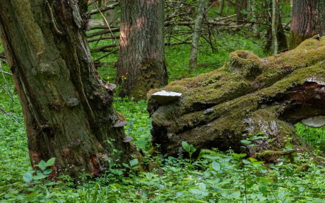 Frederic Demeuse-Forgotten Places-primary forest-7