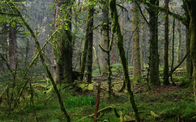 Frederic Demeuse-Forgotten Places-primary forest-8
