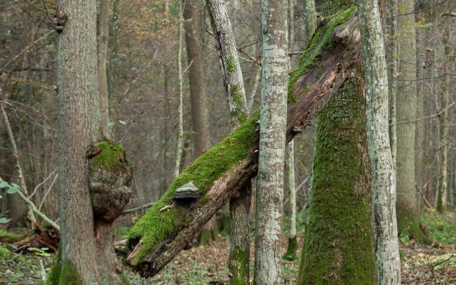 Frederic Demeuse-Forgotten Places-primary forest-Bialowieza