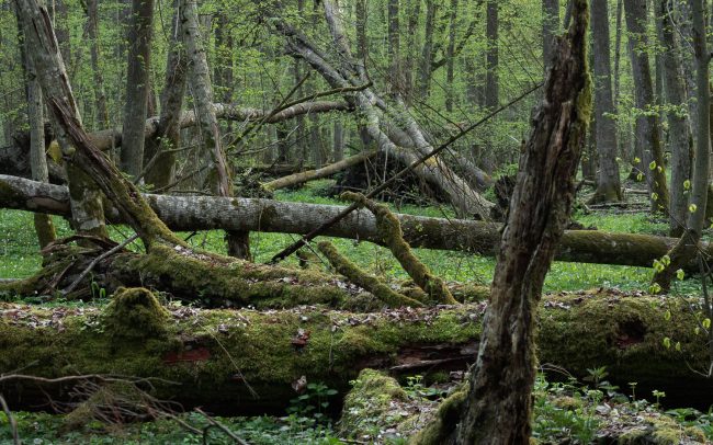 Frederic Demeuse-Forgotten Places-primary forest-Bialowieza