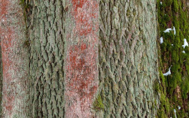 Frederic Demeuse-Forgotten Places-primary forest-Bialowieza tunk diversity