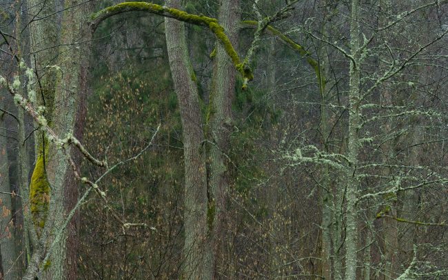 Frederic Demeuse-Forgotten Places-primary forest-Bialowieza winter
