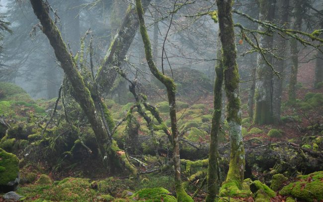 Frederic Demeuse-Forgotten Places-primary-forest-Europe