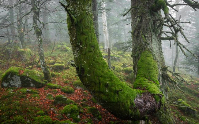 Frederic Demeuse-Forgotten Places-primary forest-November
