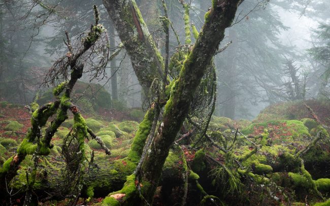 Frederic Demeuse-Forgotten Places-primary-forest-mist