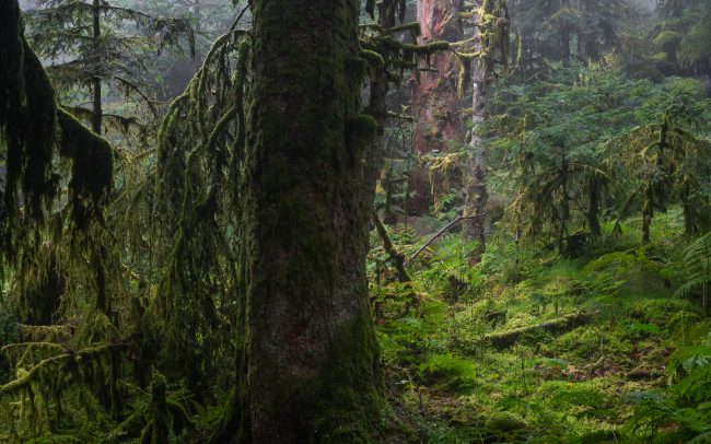 Frederic Demeuse-Forgotten Places-primary forest-september