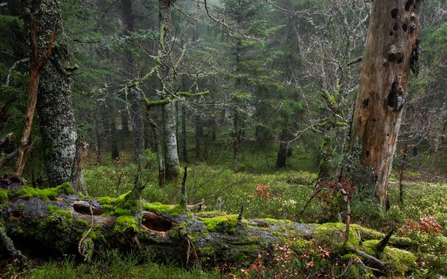 Frederic Demeuse Photography-Forgotten places-primary forest