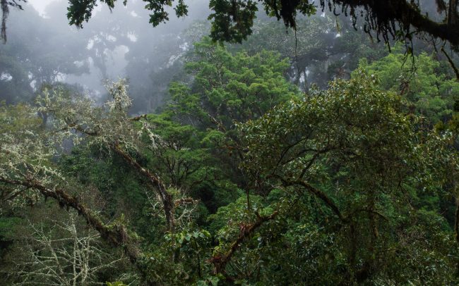 Frédéric-Demeuse-Photography-Montane cloudforest