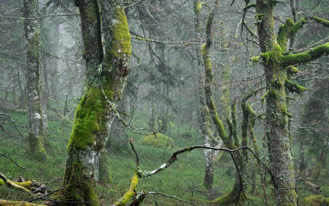 Frederic Demeuse Photography-Primary forest-mist