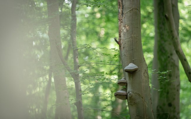 Frederic Demeuse Photography-forest-wildlife