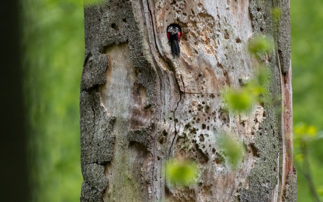 Frederic Demeuse Photography-forest-woodpecker