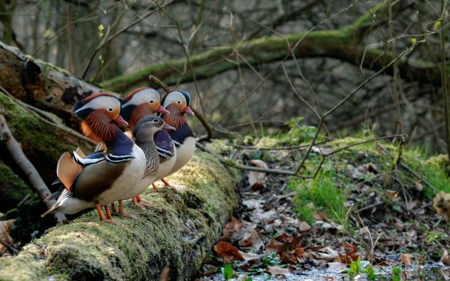 Frederic Demeuse Photographie
