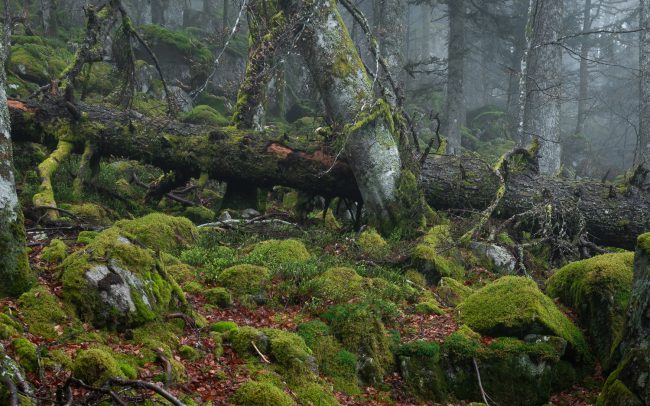 Frédéric Demeuse-primeval-forest-photography-Romania