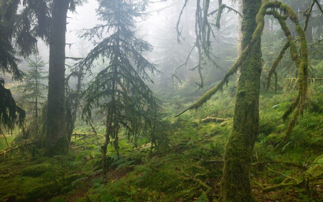 Frederic Demeuse-Forgotten Places-primary forest-18