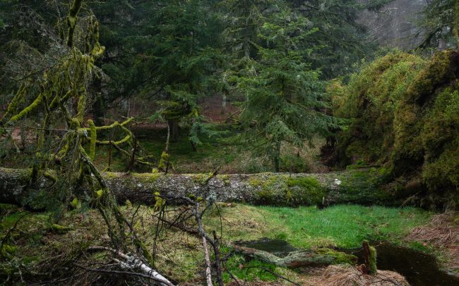 Frederic Demeuse-Forgotten Places-primary forest-2