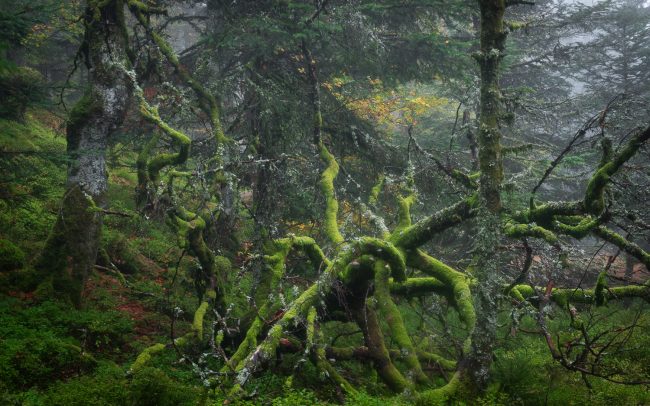 Frederic Demeuse-Forgotten Places-primary forest-2 copie