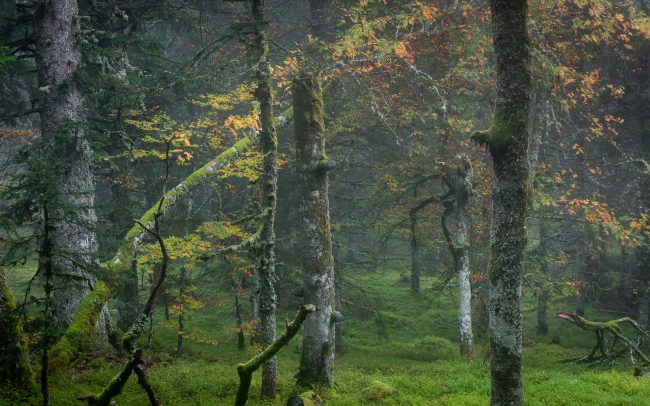 Frederic Demeuse-Forgotten Places-primary forest-October